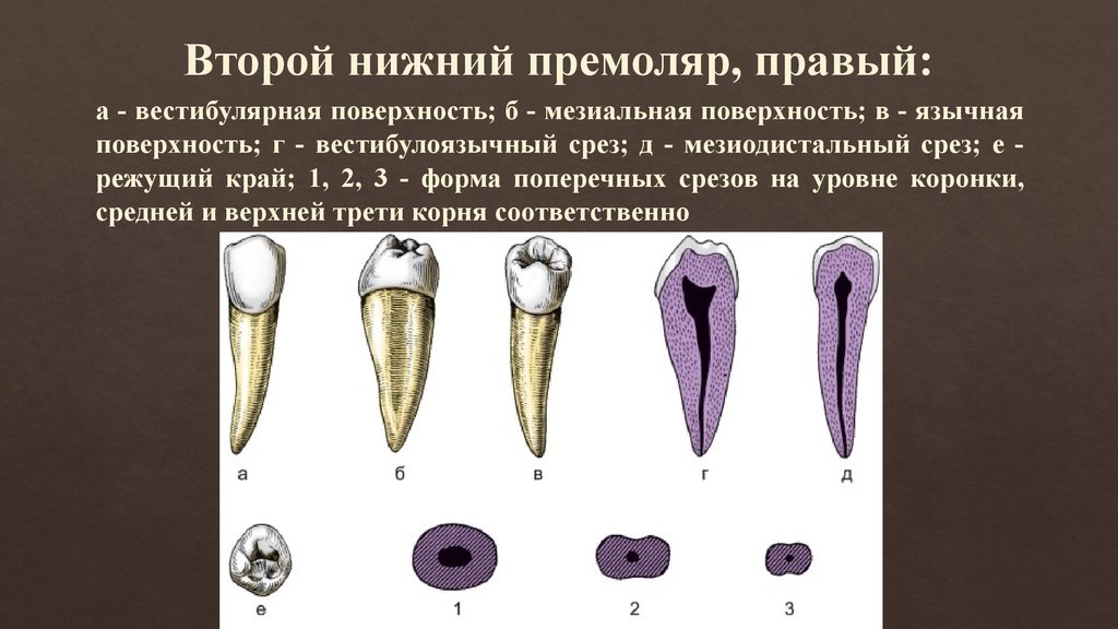 Верхний и нижний премоляр. Анатомия 2 премоляра нижней челюсти. Второй премоляр нижней челюсти поверхности. Премоляр верхней челюсти анатомия.