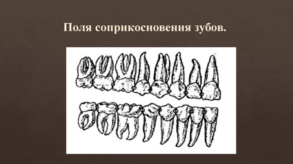 15 зуб. Поля соприкосновения зубов. Сравнительная анатомия зубов. 11 Зуб анатомия.