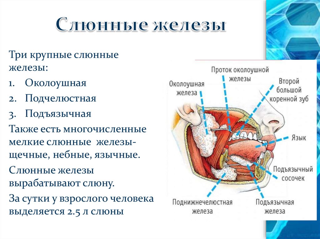 Расположение слюнных желез у человека схема