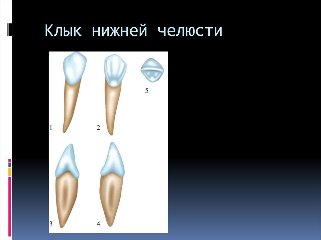 Клыки поверхность зуба. Клык нижней челюсти анатомия. Моделировка клыка верхней челюсти. Клыки зубы анатомия. Клык верхней челюсти анатомия моделирование.