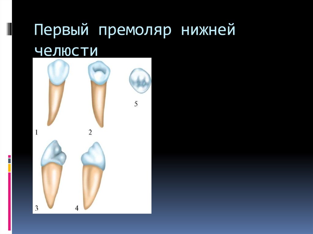 Малые коренные зубы