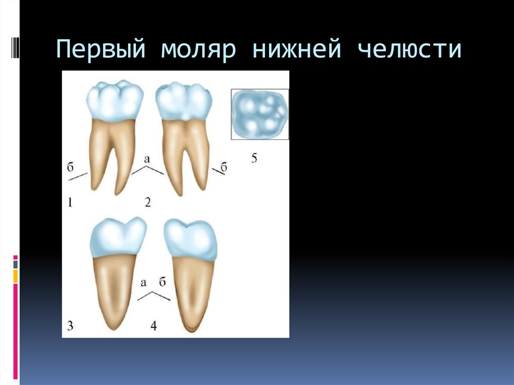 Рисунок анатомического препарата зуб человека с последующим просмотром творческое испытание