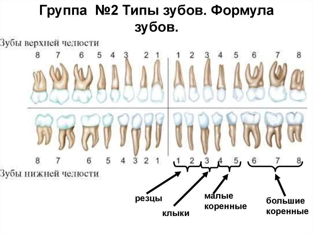 Какие корни у зубов фото Зубов человека - CollectPhoto.ru