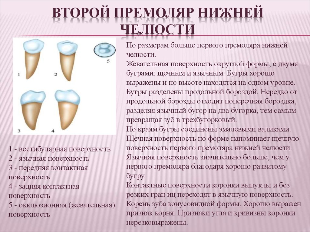 Первый премоляр нижней челюсти рисунок