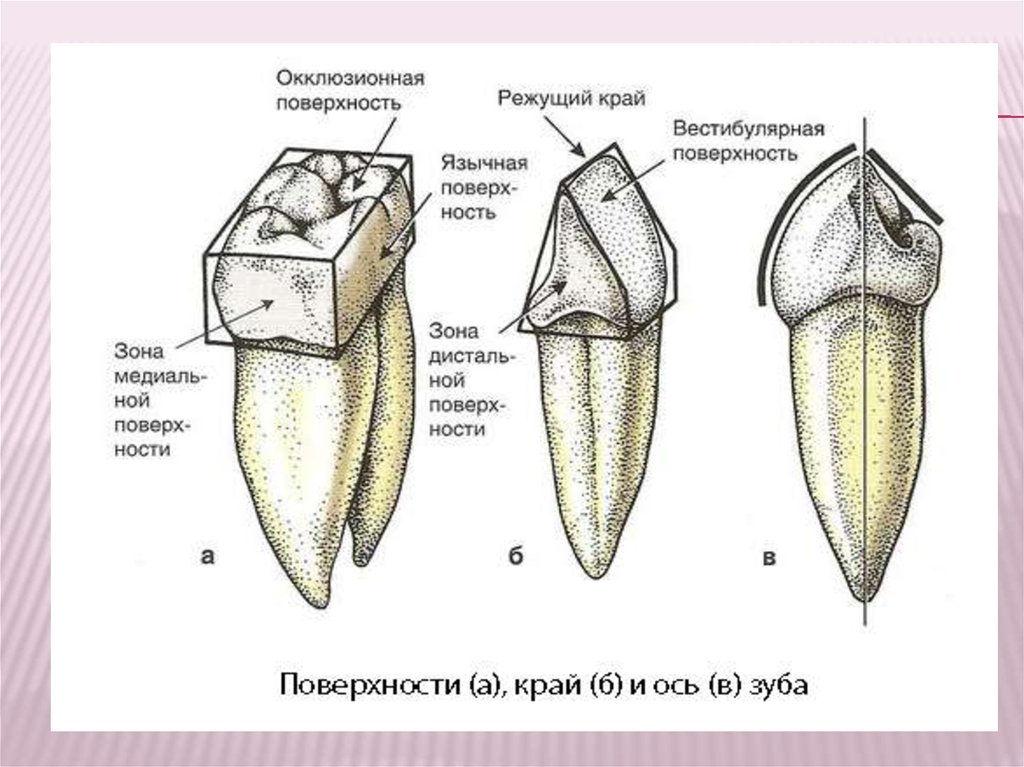 Режущий край. Мезиальная и дистальная поверхность зуба. Окклюзионная поверхность зуба 3.5. Фронтальная поверхность зуба. Строение зуба поверхности.