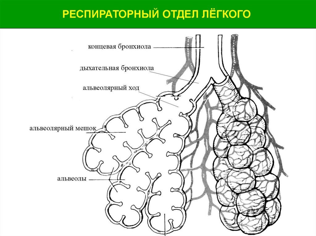 Альвеолярные пузырьки у млекопитающих находятся в. Схема строения легочного ацинуса. Схема строения ацинуса легкого. Строение альвеолярного дерева. Бронхиальное дерево и ацинус.