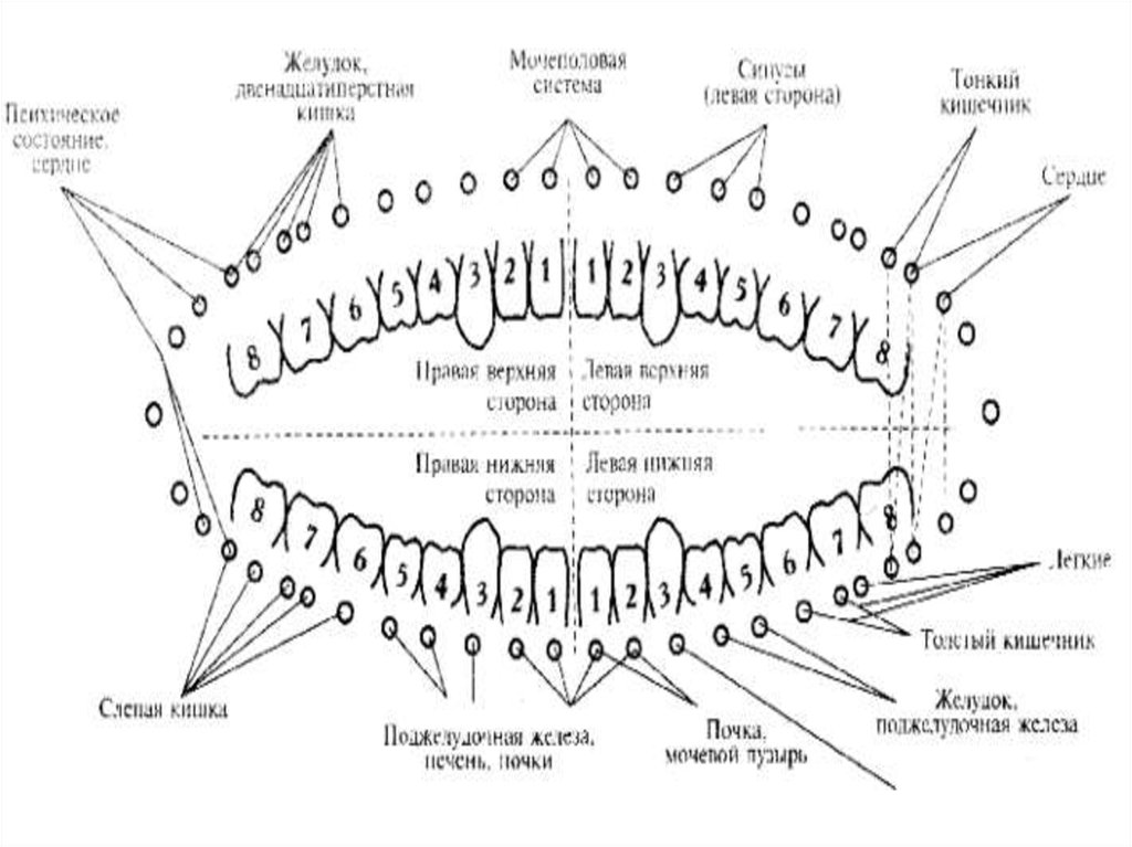 Зубная психосоматика. Связь зубов с внутренними органами человека схема расположения. Схема соответствия зубов внутренним органам. Зубы взаимосвязь с внутренними органами. Связь зубов и внутренних органов схема.