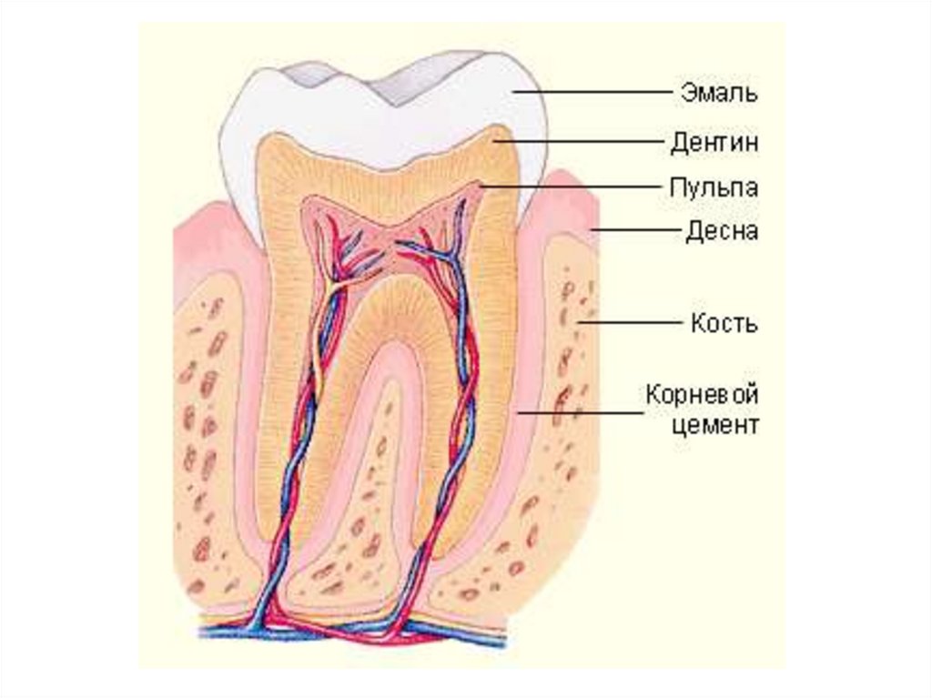 Дентин. Строение зуба эмаль дентин цемент. Строение зуба эмаль дентин пульпа. Строение зуба пульпа эмаль. Строение зуба эмаль дентин цемент пульпа.