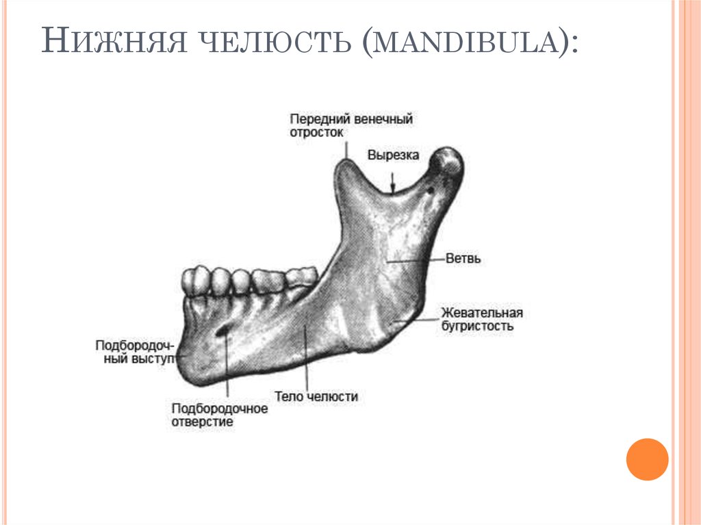 Схема нижней челюсти