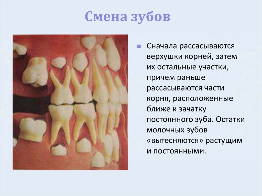 Молочная пятерка зуб. Молочный зуб четверка строение. Зачатки молочных и постоянных зубов зубы.