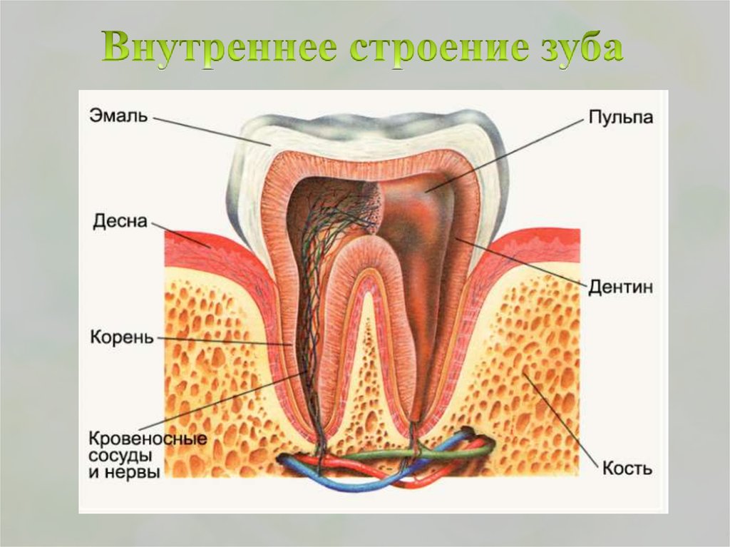 Рисунок зуба биология