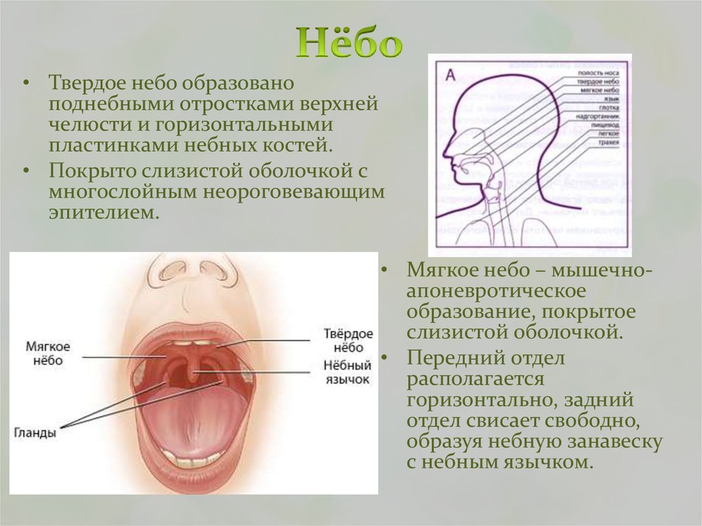 Твердое и мягкое небо