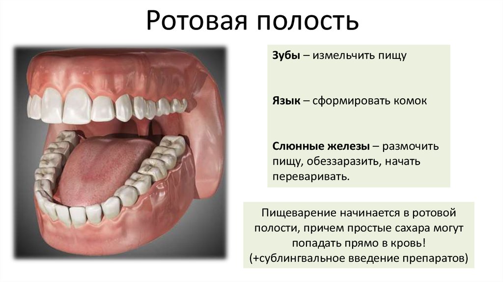 Ротовая полость зубы человека. Строение полости рта и зубов. Пищеварение в ротовой полости анатомия. Строение полости рта зубы.