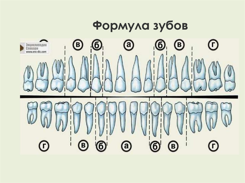Зубная формула это. Зубная формула постоянных зубов имеет вид. Зубная формула взрослого человека таблица.