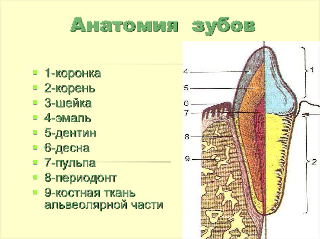 Строение зуба человека схема с описанием