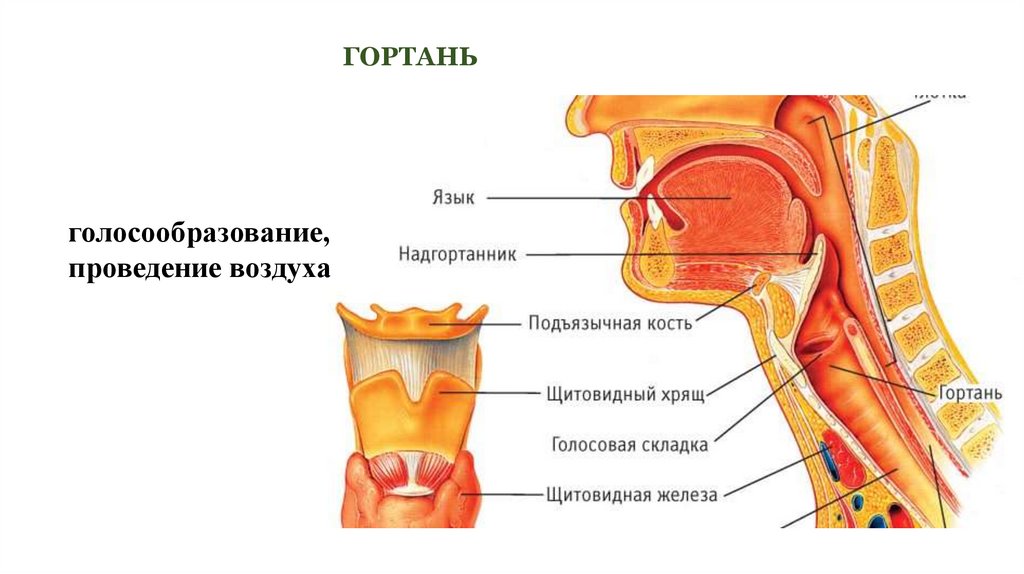 Надгортанник образован