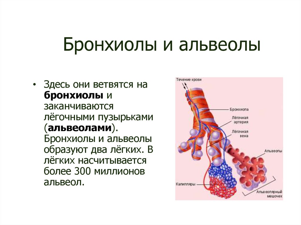 Альвеолярные легкие характерны для. Строение легочной альвеолы. Альвеолы строение и функции. Бронхиолы состоят из ткани. Легкие строение альвеолы.