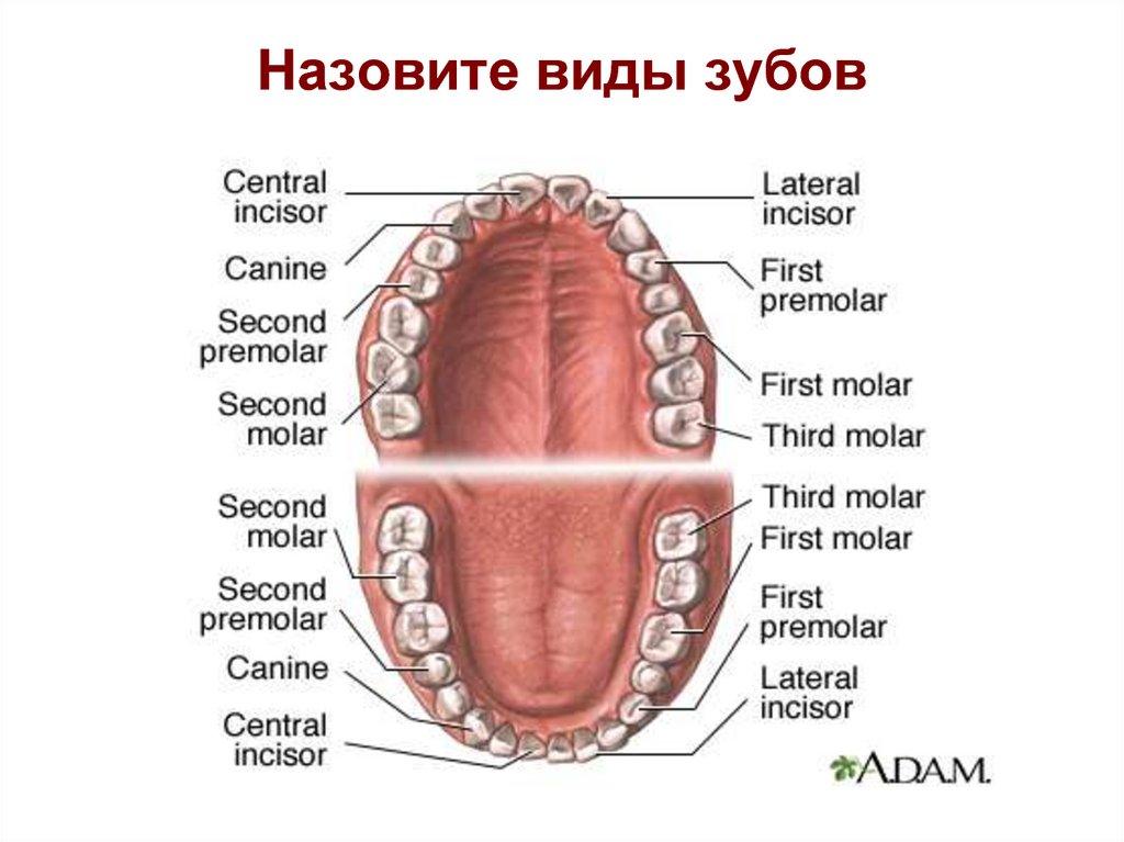 Зубной на латыни. Зубы человека. Название зубов. Строение постоянных зубов.