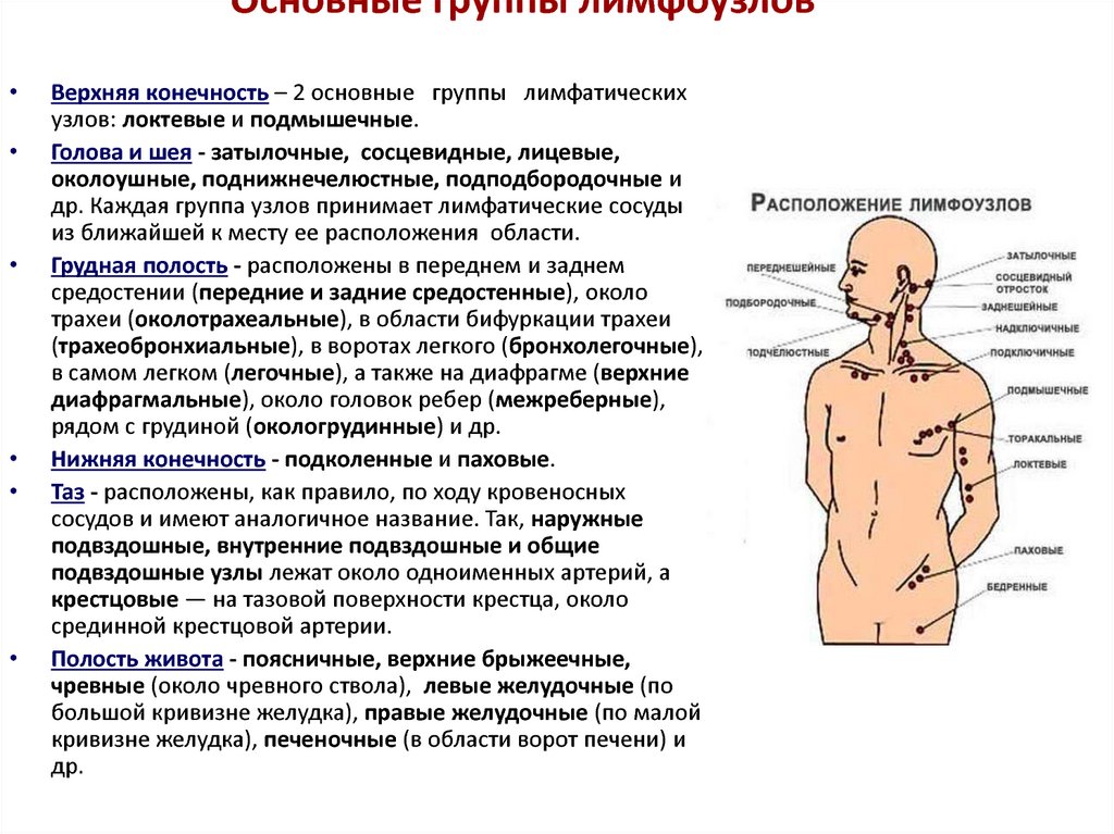 Состояние лимфатических узлов. Группы регионарных лимфатических узлов таблица. Назовите основные группы лимфоузлов. Таблица регионарные лимфатические узлы области тела. Основные группы лимфатических узлов тела человека..