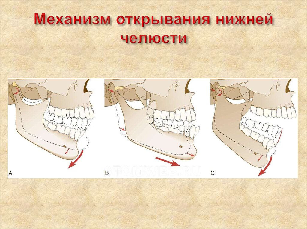 Подвижное соединение челюстей. Положение нижней чедюст. Механизм открывания челюсти. Движение головки нижней челюсти. Механизм движения нижней челюсти.