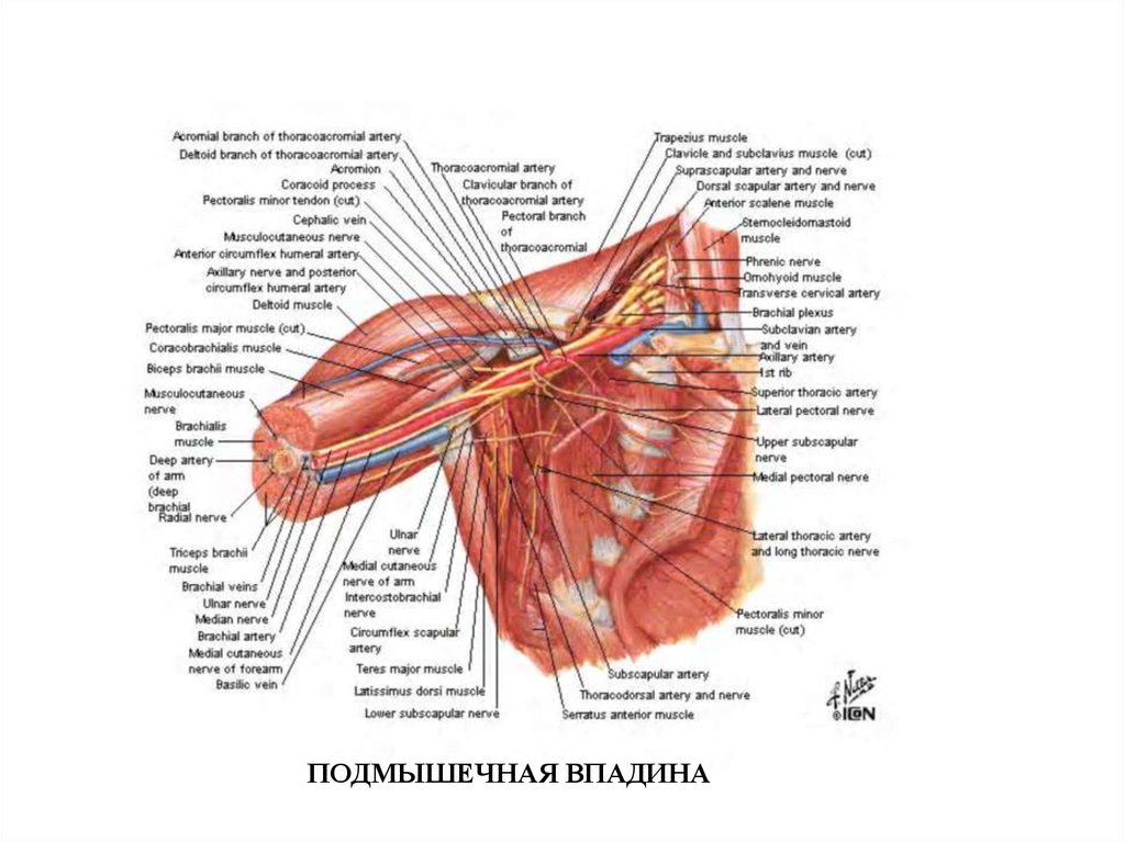 Подмышечная область анатомия