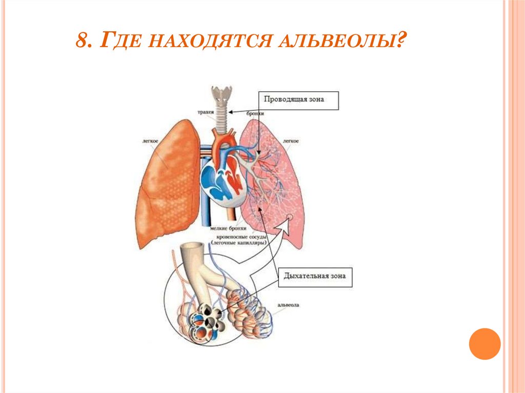 Легкие и альвеолы дыхательная система. Дыхательная система лёгочные пузырьки. Строение легких млекопитающих. Где находятся альвеолы в легких.
