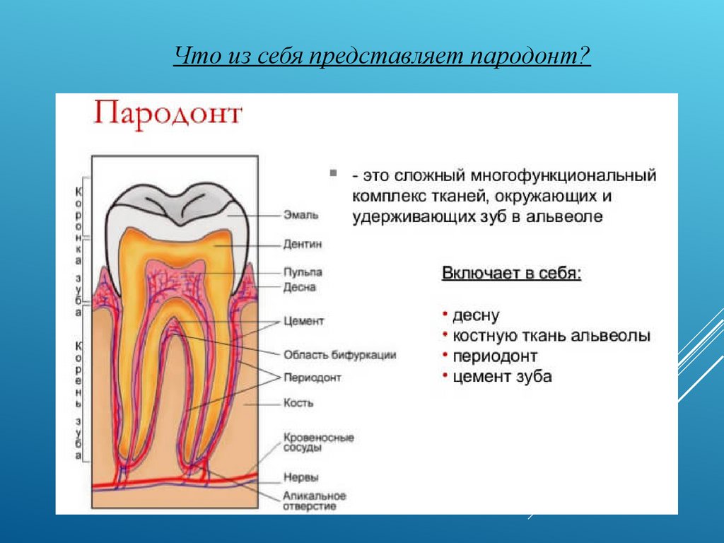 Схема десен. Строение периодонта и пародонта зуба. Строение периодонта зуба. Ткани зуба периодонт строение. Периодонт пародонт зубной орган.