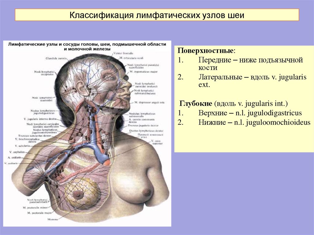 Лимфоузлы головы и шеи схема и описание