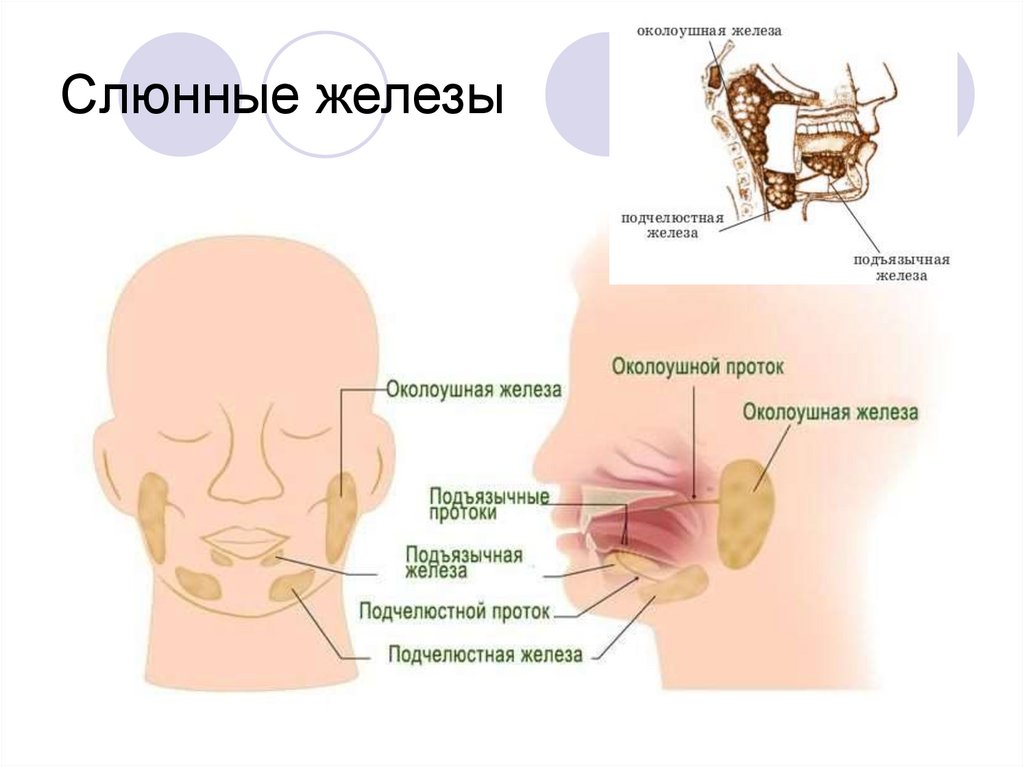 Околоушная железа рисунок