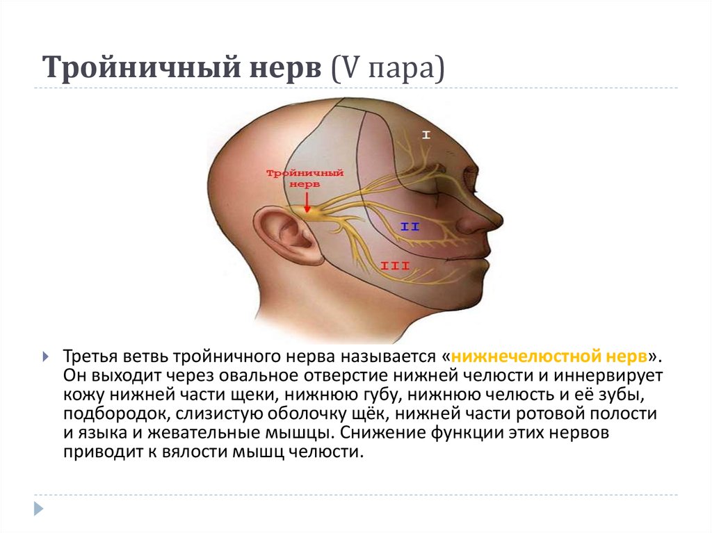 Место нерв. Тройничный черепно мозговой нерв. ЧМН 5 тройничный нерв. 5 Пара тройничный нерв анатомия. Место выхода тройничного нерва из полости черепа.