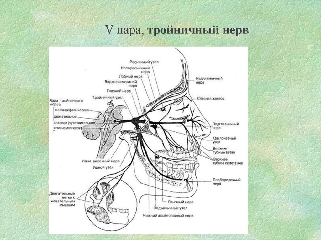 Тройничный нерв ветви схема