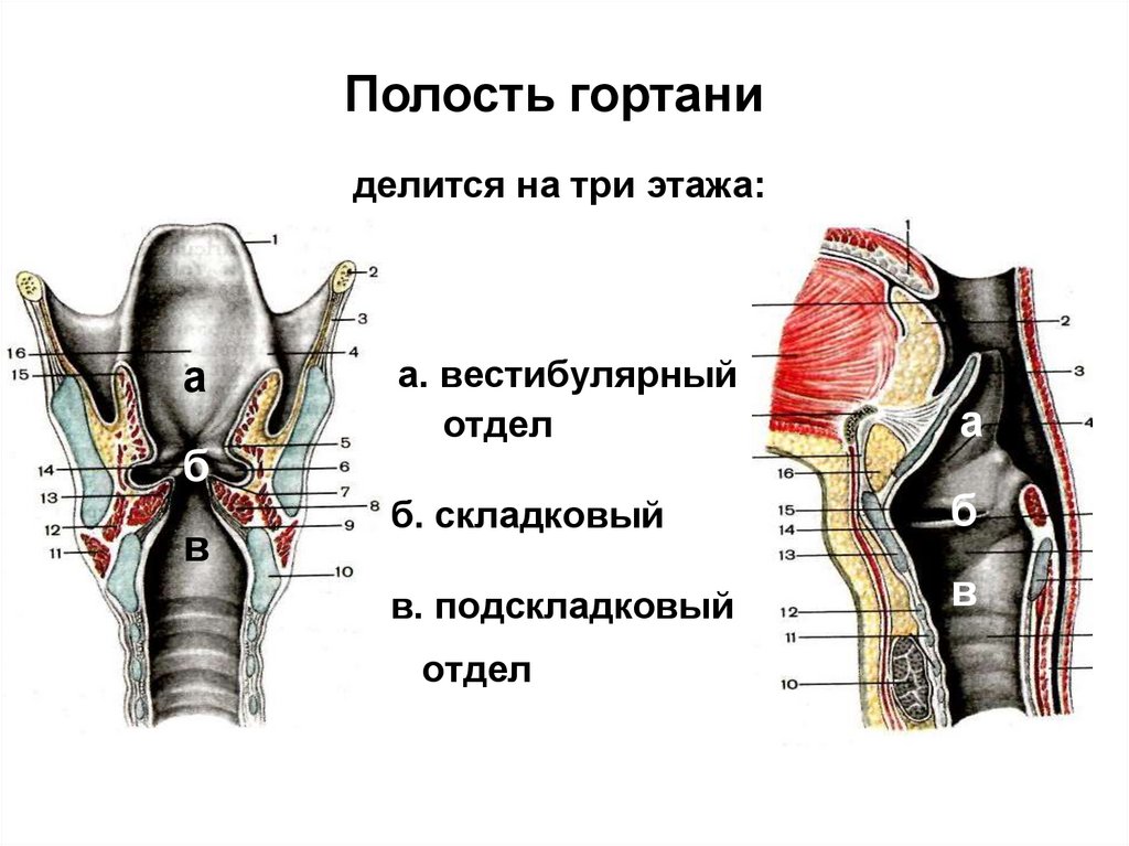 Связка преддверия гортани. Грушевидное пространство гортани. Межчерпаловидное пространство гортани. Преддверные складки гортани. Грушевидный синус анатомия.