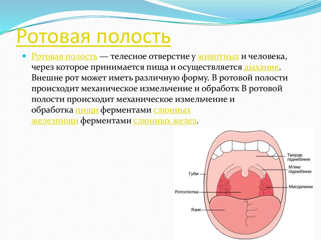 Стенки рта