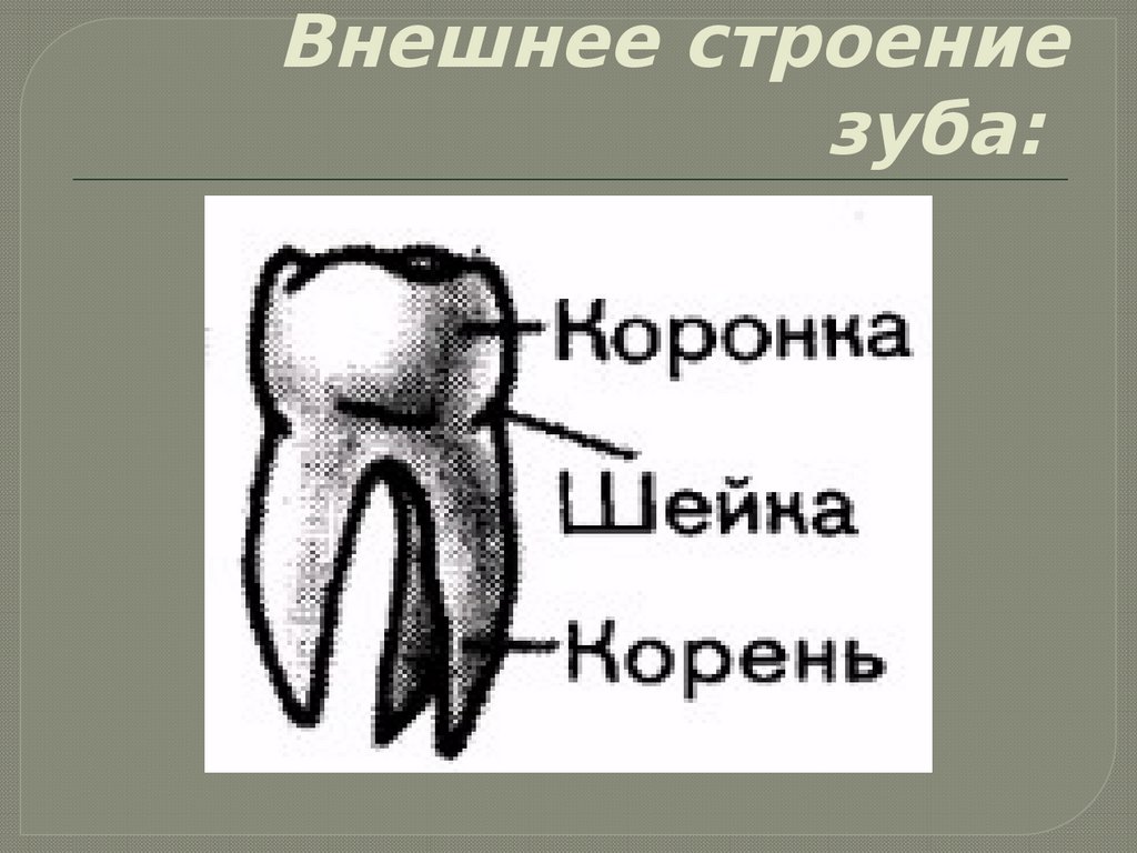 Части внешнего строения зуба. Строение зуба. Внешнее строение зуба. Строение коренного зуба. Строение корня зуба.