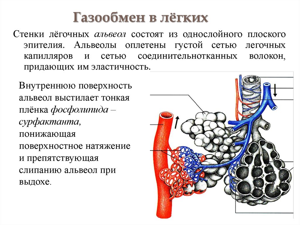 Какой цифрой на рисунке обозначена альвеола