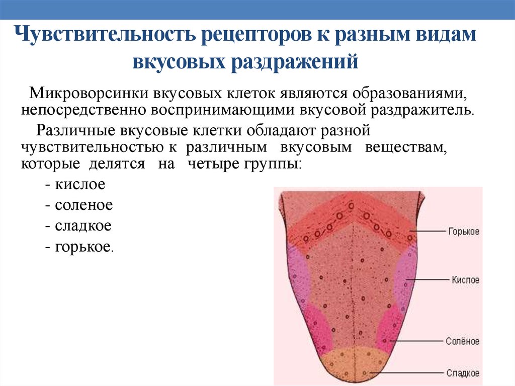 Презентация по теме вкусовой анализатор