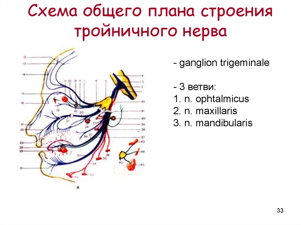 Рисунок тройничного нерва