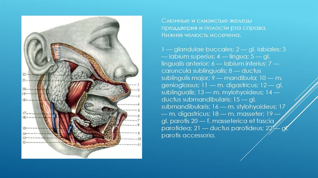 Под железы железа. Железы преддверия и полости рта. Слизистые слюнные железы. Крупные слюнные железы.