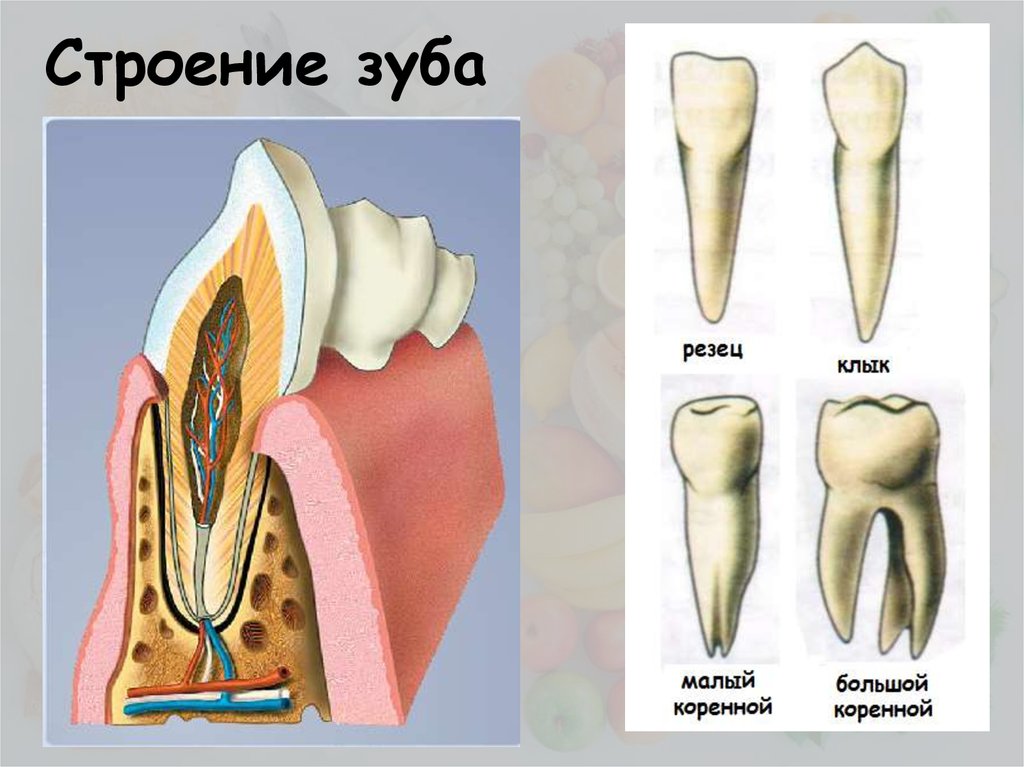 Зуб в кости картинка