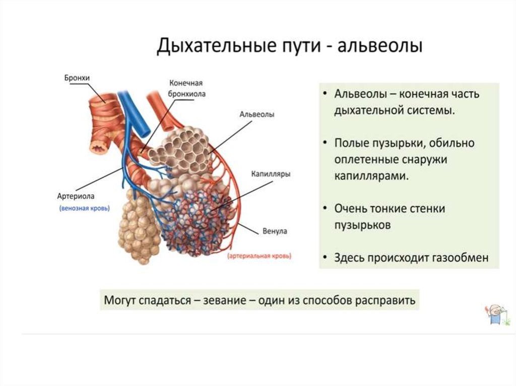 Альвеолярные пузырьки у млекопитающих находятся в. Строение легочной альвеолы. Строение дыхательной системы человека альвеолы. Альвеолы анатомия. Дыхательная система анатомия альвеолы.