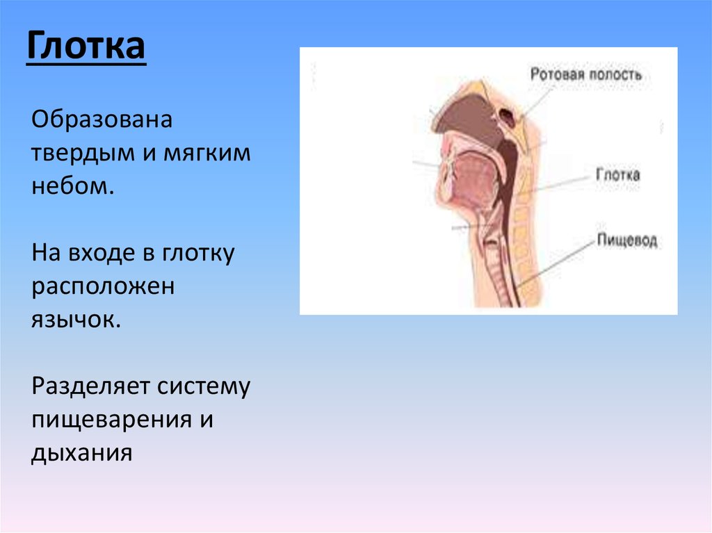 Глотка какие железы. Пищеварительная система ротовая полость анатомия. Строение глотки и гортани.
