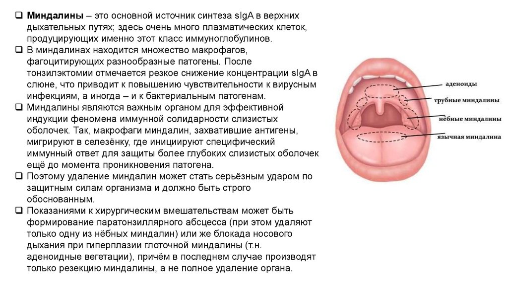 Гланды строение схема