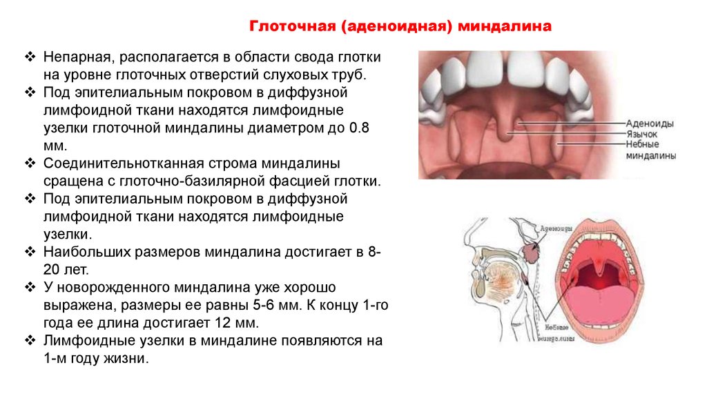 Миндалины схема расположение