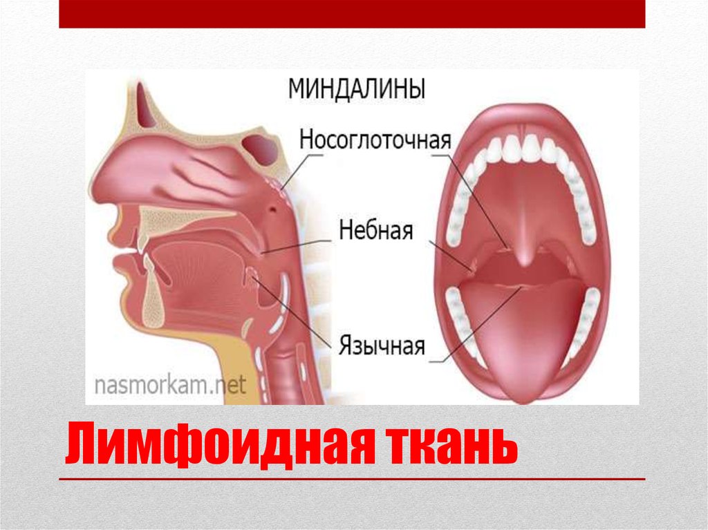 Миндалины схема расположение