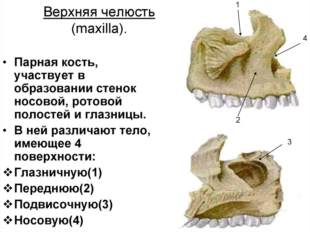 Верхняя челюсть рисунок анатомия