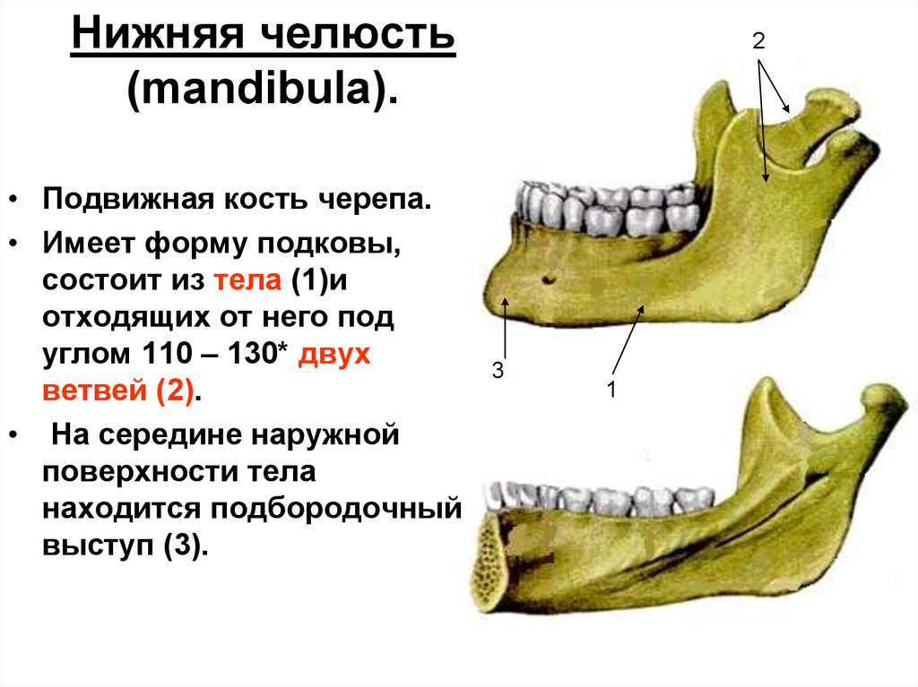 Нижний край нижней челюсти. Нижняя челюсть кость черепа анатомия. Нижняя челюсть анатомия кости. Анатомия нижней челюсти человека кости. Строение кости нижней челюсти человека.