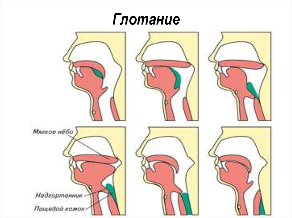 Дыхание и глотание схема