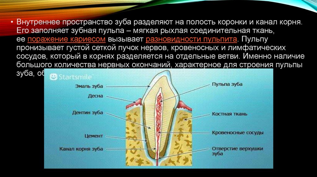 Полость внутри. Микроскопическое строение зуба. Строение зуба канал коронки. Клеточное строение зуба. Коронковая полость зуба.