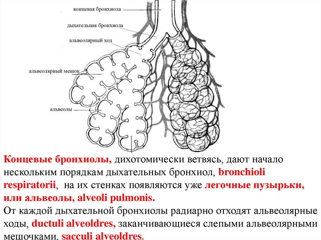 Альвеолами бронхиолами лепестками. Бронхи бронхиолы и альвеолы. Концевая бронхиола.