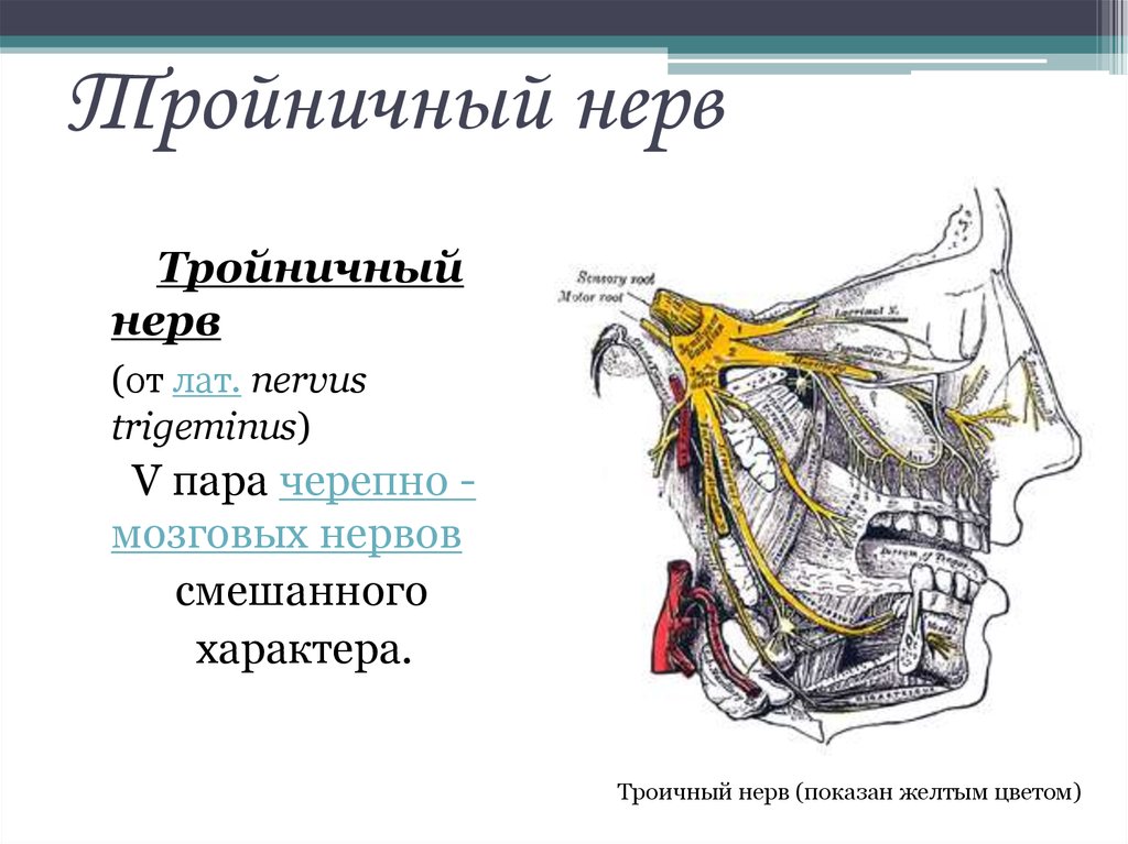 Тройничный нерв презентация